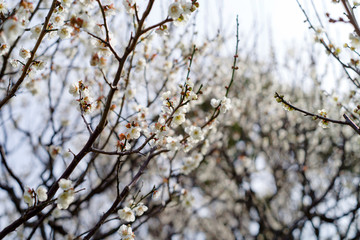 梅の花