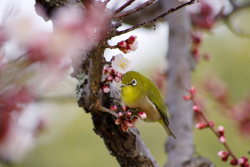 梅とメジロ