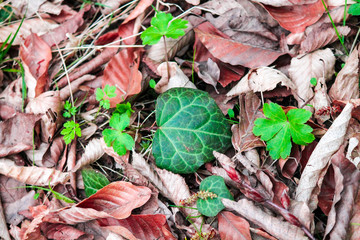  green leaf lies on brown dry foliage