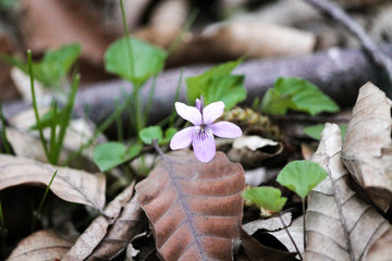 small lilac flower grows among dry foliage