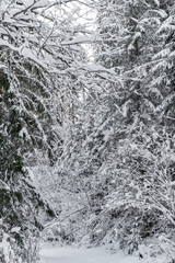 White scene of winter beauty snow forest inside, the river among the snow-covered forest, panorama of wild nature wintery background, Branches in hoarfrost