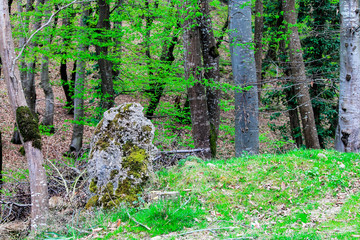  Trees with green leaves and moss on a stone in a young forest