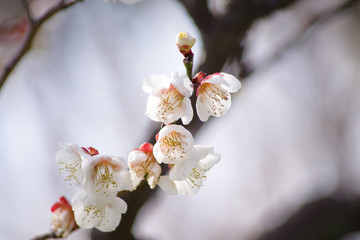 梅の花