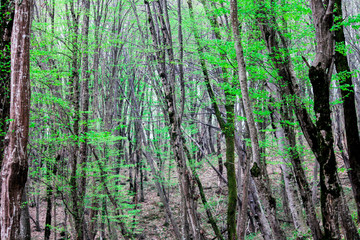 Obraz premium The forest blooms after winter in spring