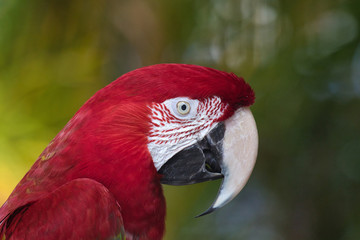 Bright red parrot sitting at sideview to the camera.