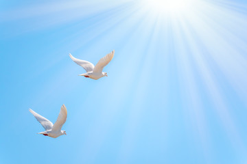 Two white doves fly in a clear blue sky. Two white doves fly in the sun.