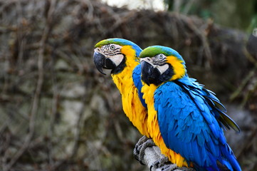 blue and gold macaw