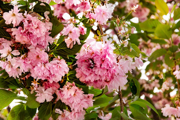 Sakura flowers on a tree