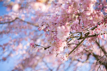 pink cherry blossom