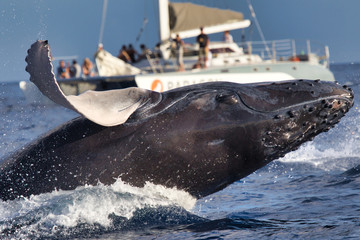 Whale watch boat getting surprised by a humpback whale breaching very nearby.