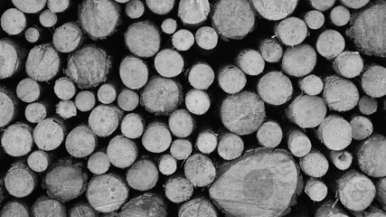 black and white logs of wood