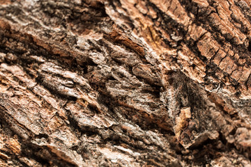 Bark of an old tree in the park as texture