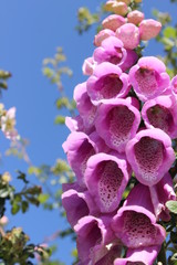 flor © Florcita