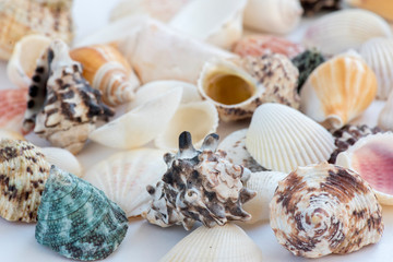 A heap of seashells on the plain white surface