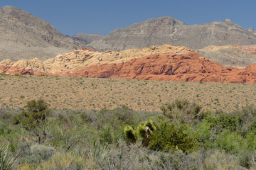 Mojave Yuca growing in the brush along the hillsides leading up to red limestone cliffs in the Nevada desert