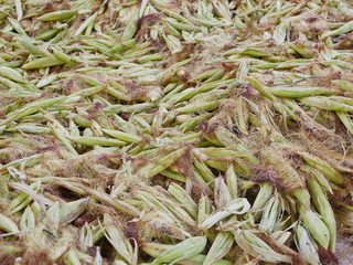 Corns stacked up ready to be used as food to feed dairy cows or any other animals at a farm