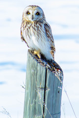 Short-eared Owl - Asio flammeus, perched at a wildlife refuge. Kelly's Slough, North Dakota #1