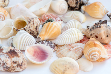 A heap of seashells on the plain white surface