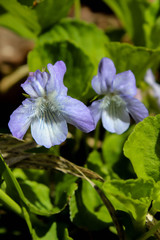 Common Blue Violet - Viola sororia. Blue Violets located at Rydell Wildlife Refuge, Minnesota. 