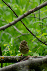 Savannah Sparrow - Passerculus sandwichensis posing for the camera up close, photographed at Turtle River State Park, North Dakota. 