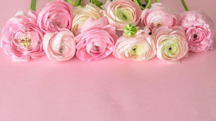 Spring flowers ranunculus or buttercups on the pink background with a space for text. Top view,flat lay. Springtime, holidays gretting concept.