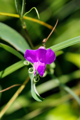 Marsh-Pea - Lathyrus palustris, a.k.a. Marsh Vetchling, photographed at Itasca State Park, Minnesota