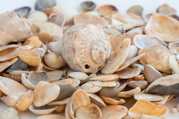 A heap of seashells on the plain white surface
