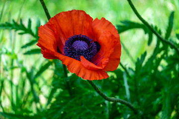 A scarlet red poppy flower in a green grassy poppy garden. The center of the blooming flower is a purple colour with lots of pollen. The petals are a papery material.  