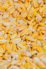 bulk yellow corn seeds
