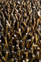 Exactly trimmed cuttings of branches without bark. Composition of wood.