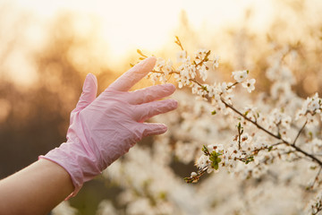 A female hand in a protective glove reaches for a branch of a flowering tree in the spring garden. Quarantine in the city. Virus and coronavirus infection by touch