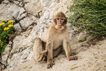 Bebé mono de Gibraltar
