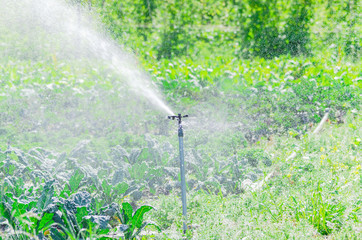 Fototapeta na wymiar Spray irrigation working during daytime at organic kale farm in Washington, America
