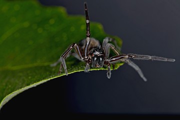 spider on web