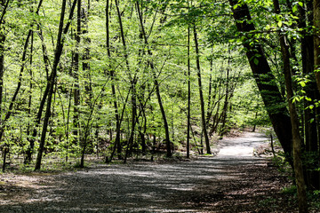 path in the forest