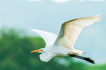 Great Egret Ardea alba