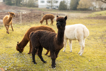 Obraz premium Colorful group of Alpacas on green field