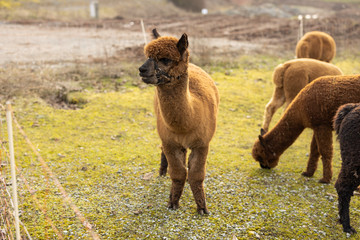 Fototapeta premium Colorful group of Alpacas on green field