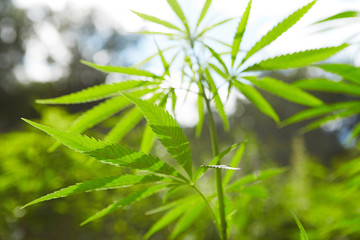 Green fresh marijuana leaves pattern