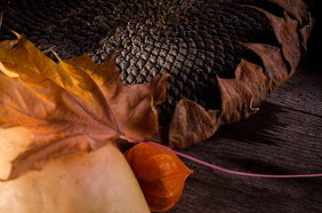 Autumn cozy still life with big ripe sunflower close up, brown maizes and physalises. Autumn Mood and Thanksgiving Day Background.