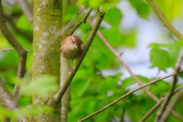 Eurasian Wren Troglodytes troglodytes bird singing Springtime