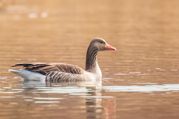 Naklejka na ściany i meble Greylag goose, Anser Anser, swimming in a lake