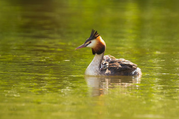 Closeup of a Great crested grebe Podiceps cristatus with chicks on her back