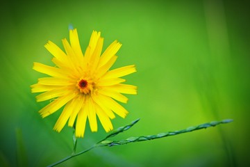 yellow flower on green background