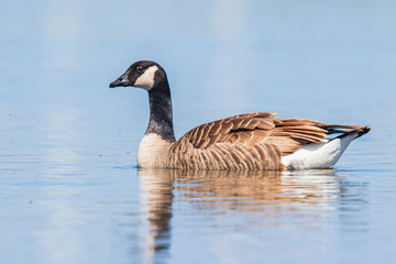 Canadian goose and chicks, Branta canadensis