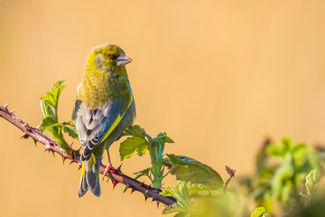 Greenfinch Chloris chloris bird singing