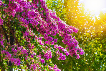 Obraz premium Blooming Bougainvillea flowers