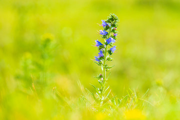 Blueweed or viper's bugloss, Echium vulgare, flowers blooming in a meadow.