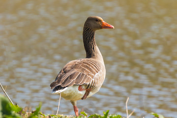 Greylag goose Anser Anser