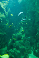 Naklejka na ściany i meble requins, poissons jaunes, rochers, aquarium de la Rochelle